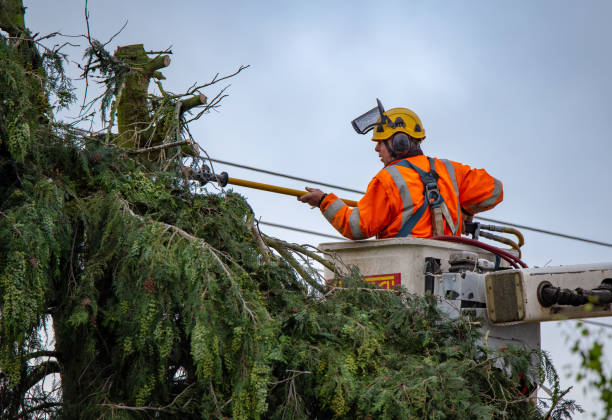 Best Palm Tree Trimming  in USA